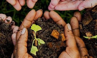 Mani che sorreggono della terra con sopra una pianta